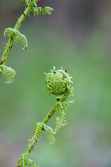 Fiddlehead