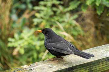 Bird sitting on a piece of wood