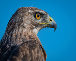 Closeup portrait of a Red-tailed Hawk 