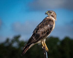 Red-tailed Hawk sitting on a fence post