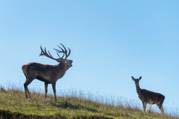 Red Deer (Cervus elaphus) stag calling next to female, New Zealand.