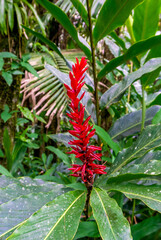 Views of tropical plants found at top of the mountain at Teleferico Cable Car in Puerto Plata, Dominican Republic - July 2,  2022 