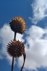thistle on sky background