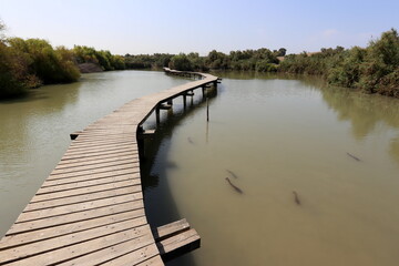 A lake in the north of Israel with huge catfish
