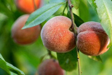 Obraz premium In summer, pink peaches are ripe. 