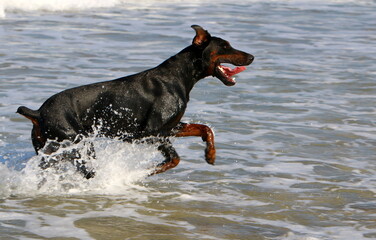 Dog for a walk on the Mediterranean coast