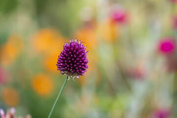 garden flowers bloom in german cottage garden