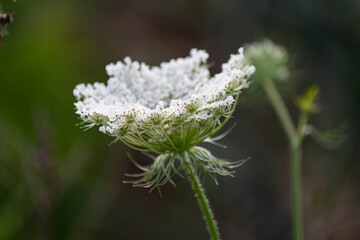 garden flowers bloom in german cottage garden