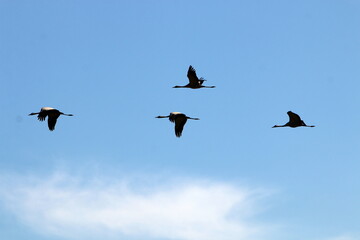 a large flock of cranes flies in the sky
