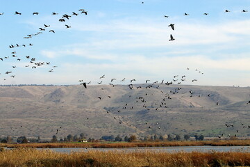 a large flock of cranes flies in the sky