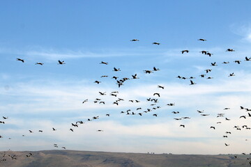 a large flock of cranes flies in the sky