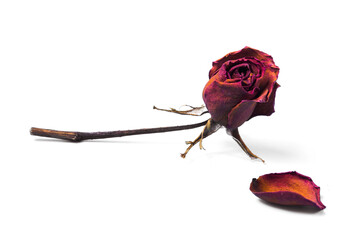 Dried red rose and flowerpot isolated on white background.