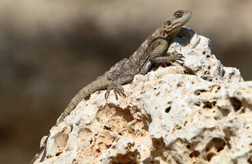 A lizard sits on a large stone in a city park