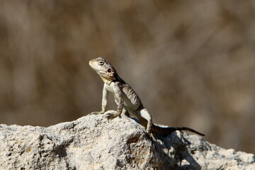 A lizard sits on a large stone in a city park