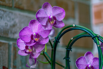 purple orchid on a table