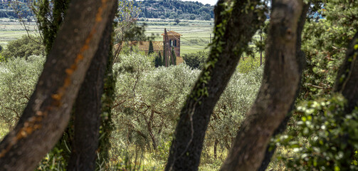 Entre les arbres