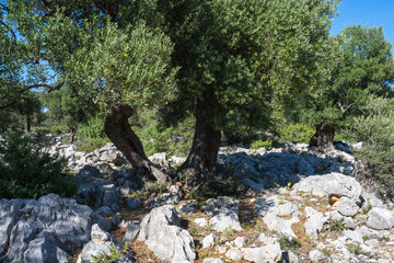 The Olive Gardens of Lun