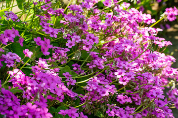 他の花を圧倒する公園の ハナツメグサ