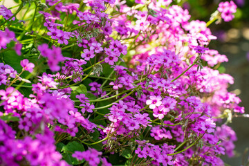 日光を浴びる満開のシロツメグサ