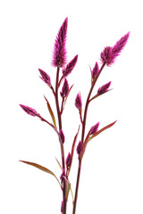 セロシア　Celosia argentea