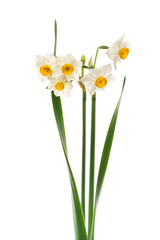 スイセン　Narcissus
