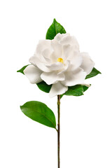 コクチナシ　Common gardenia