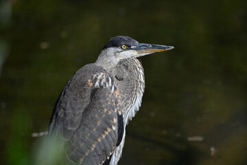 Reiher