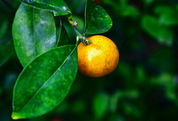 Orange is a ripe fruit that is orange on a branch.