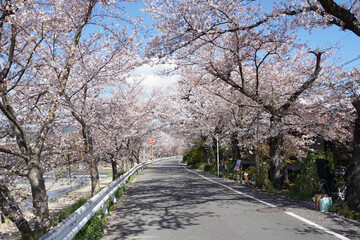 桜並木 

