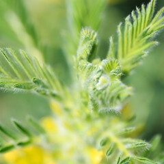 Astragalus close-up. Also called milk vetch, goat's-thorn or vine-like. Spring green background. Wild plant.