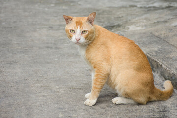 Fototapeta na wymiar Fat brown cats sitting on the pavement.