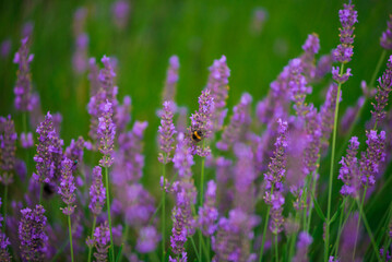 Bumblebee pollinating lavender flowers.