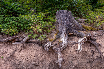 a tree root from a sawn-off tree - obrazy, fototapety, plakaty