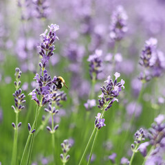 Purple lavender background with worker bee in the garden