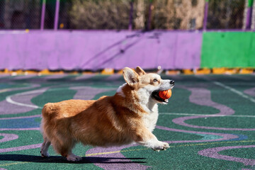 Corgi dog plays while holding an orange ball in his mouth. - 516110473