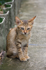 Fototapeta na wymiar A cute cat sits on a pavement.