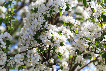 Flowering of the apple tree. Spring background of blooming flowers. Beautiful nature scene with a flowering tree. Spring flowers.