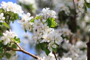 Flowering of the apple tree. Spring background of blooming flowers. Beautiful nature scene with a flowering tree. Spring flowers.
