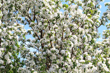 Flowering of the apple tree. Spring background of blooming flowers. Beautiful nature scene with a flowering tree. Spring flowers.