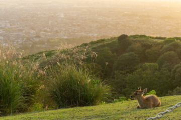 若草山の夕焼けと鹿