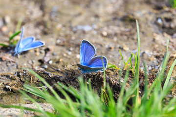 Blue Morpho, Morpho butterfly. Morpho anaxibia. tropic blue butterfly, exotic shiny blue butterfly.