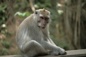 Fototapeta premium Monkey