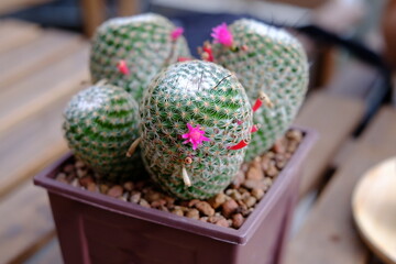 cactus in a pot