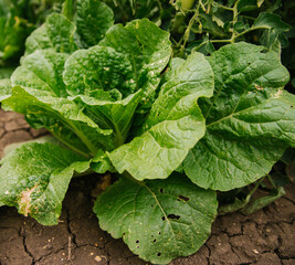 Peking cabbage in the garden. Textured cabbage leaves. The season of picking vegetables....