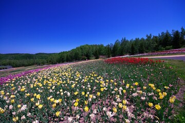 滝野すずらん公園のお花畑