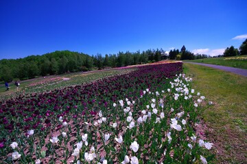 滝野すずらん公園のお花畑