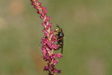 Median wasp (Dolichovespula media) of the family Vespidae). On flowers of Knotweed, knotgrass (Polygonum amplexicaule), family Buckwheat (Polygonaceae). Dutch garden, July 