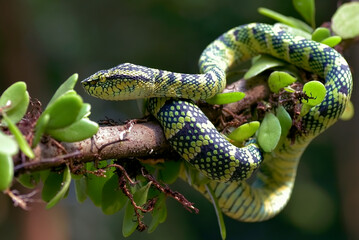 Wagler's Pit Viper coiled around a tree branch