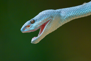 close up of a lesser Sunda viper head