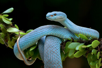 The lesser Sunda viper on a tree branch